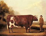 A Dark Roan Bull by William Davis